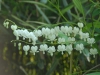Dicentra spectabilis 'Alba'