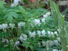 Dicentra spectabilis 'Alba'