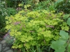 Dicentra spectabilis 'Gold Heart'