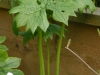 Diphylleia cymosa