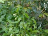 Disporum Species