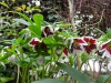 Helleborus orientalis white with heavy red blotch