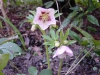 Helleborus orientalis pink with red veins