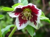Helleborus orientalis white with red blotch