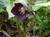 Helleborus orientalis black