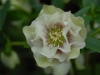 Helleborus orientalis double creamy white, light speckling