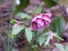 Helleborus orientalis double pink