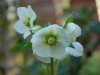Helleborus kochii