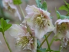 Helleborus orientalis anemoneform