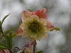 Helleborus orientalis double apricot
