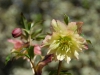 Helleborus orientalis double apricot