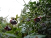 Helleborus orientalis double black