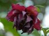 Helleborus orientalis double plum-red