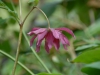 Helleborus orientalis double red