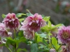 Helleborus orientalis double speckeled pink