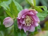 Helleborus orientalis double speckled pink