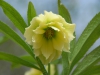 Helleborus orientalis double yellow