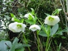 Helleborus orientalis good white