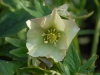 Helleborus orientalis peachy