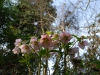 Helleborus orientalis pink