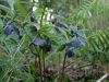 Helleborus orientalis slaty blue-black