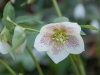 Helleborus orientalis spotted