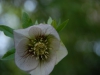Helleborus orientalis violetta