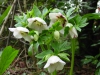 Helleborus orientalis violetta