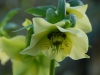 Helleborus orientalis yellow