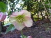 Helleborus orientalis pink and green