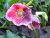 Helleborus orientalis red blotched pink