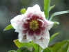 Helleborus orientalis double whie, heavy speckling