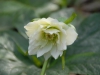 Helleborus orientalis double white