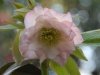 Helleborus orientalis double pale pink
