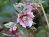 Helleborus orientalis pink with darker veining