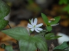 Hepatica japonica