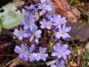 Hepatica nobilis