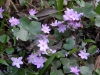 Hepatica triloba