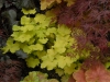 Heuchera and Japanese Maples