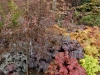 Heucheras and Japanese Maples