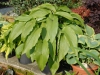 Hosta 'Jade Cascade'