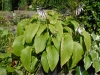Hosta 'Jade Cascade'