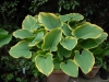 Hosta 'Sagae'