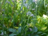 Hosta 'Venus Star'