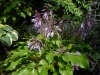 Hosta with purple petioles and flower stems