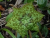 Podophyllum 'Spotty Dotty'