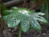 Pdophyllum versipile
