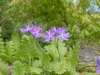 Primula sieboldii 'Frilly Blue'