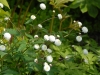 Ranunculus aconitifolius 'Flore Pleno'