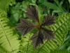 Rodgersia podophylla